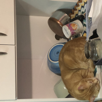 The love kitty