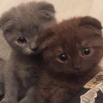 farvelkitty