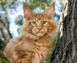 Orange cats rule!!!