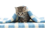 An adorable kitty club!