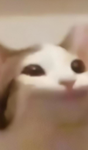 Pop_catkids group