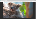 The main koala