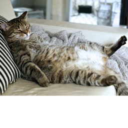 fat cat foundation meet up