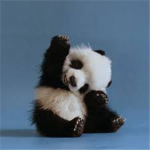 Koalas Rock!