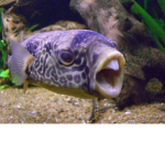 Fish From Roblox
