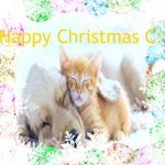 Team cat and Dog :D