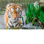 Help animals army