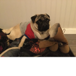 Jack bonitão o pug