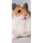 The beautiful hammys