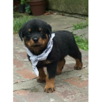 Rottweiler Sqaud