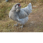 Chickens United!!!!!