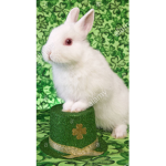 !RABBIT GROUP!