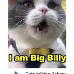 The_awesome_kitty_club