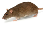 SickRats