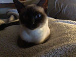 meka cat siamese