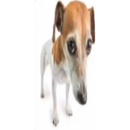 Very wide Timmy the Dog Roblox decal
