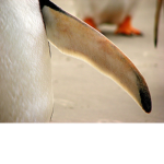 Penguin Flipper Juice