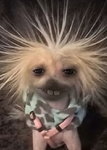 GangyBangy