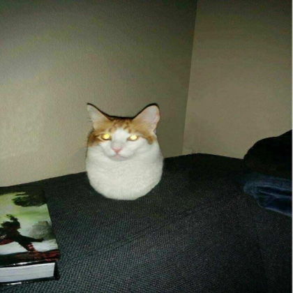cursed floating cat Roblox decal