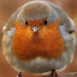 floofbird's army