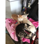 Cozy Kittenz