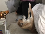 Strong_dogs