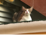 Maw Maw Gatitos