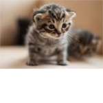 +-cat group-+