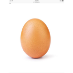 Down to the egg