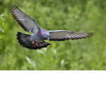 #TEH Pigeonsquad
