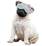 SleepyPugs+