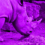Purple Rhinos