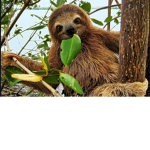 Team _Sloths