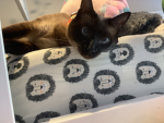 Space kitty Siam