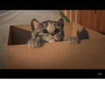 Kitty love for life
