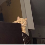 Kitty Katy fan group