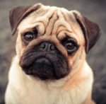didymus pretzelpug