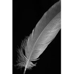 Roblux Feather