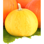 the pumpkins fan group