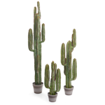 cactus allies