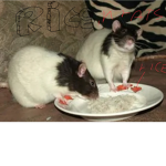 Rice and rats