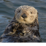 Otter beach hotels and resorts