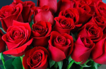 What is a rose