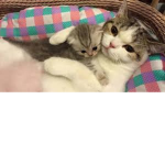 cat or cute