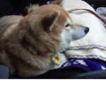 become the corgis fan group