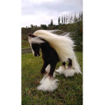 Wild animals Wild life