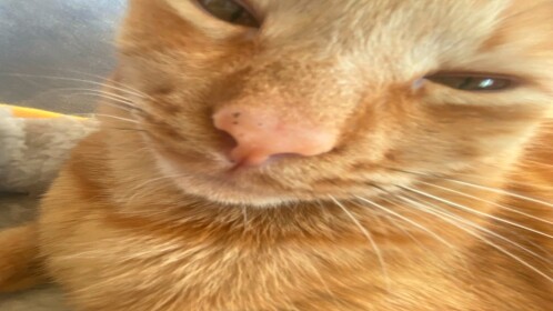 Raise A Semyon! 🐈