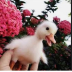 Darling Ducks