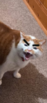 We be Bearing