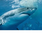 Shark Heads